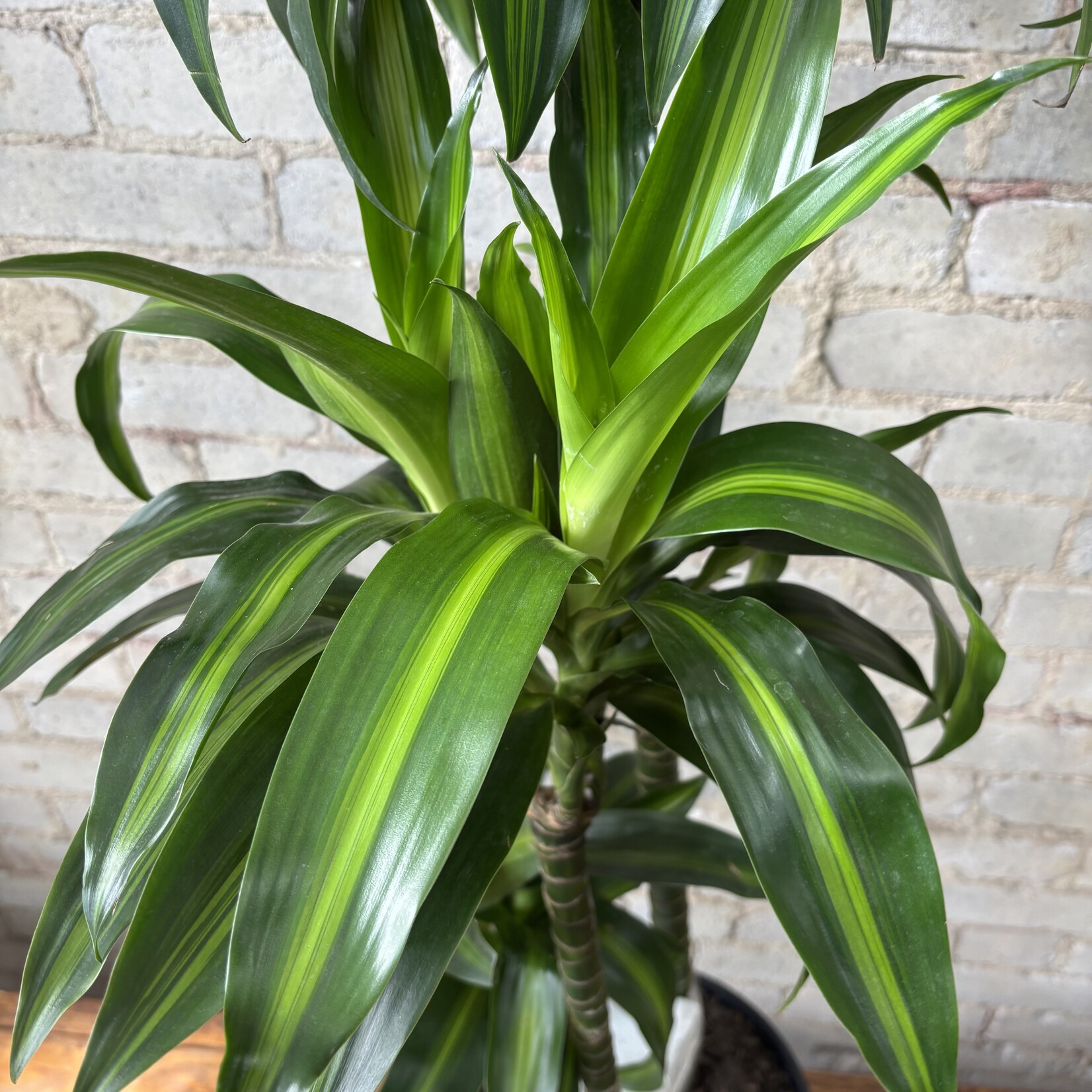 Dracaena Hawaiian Sunshine 10"