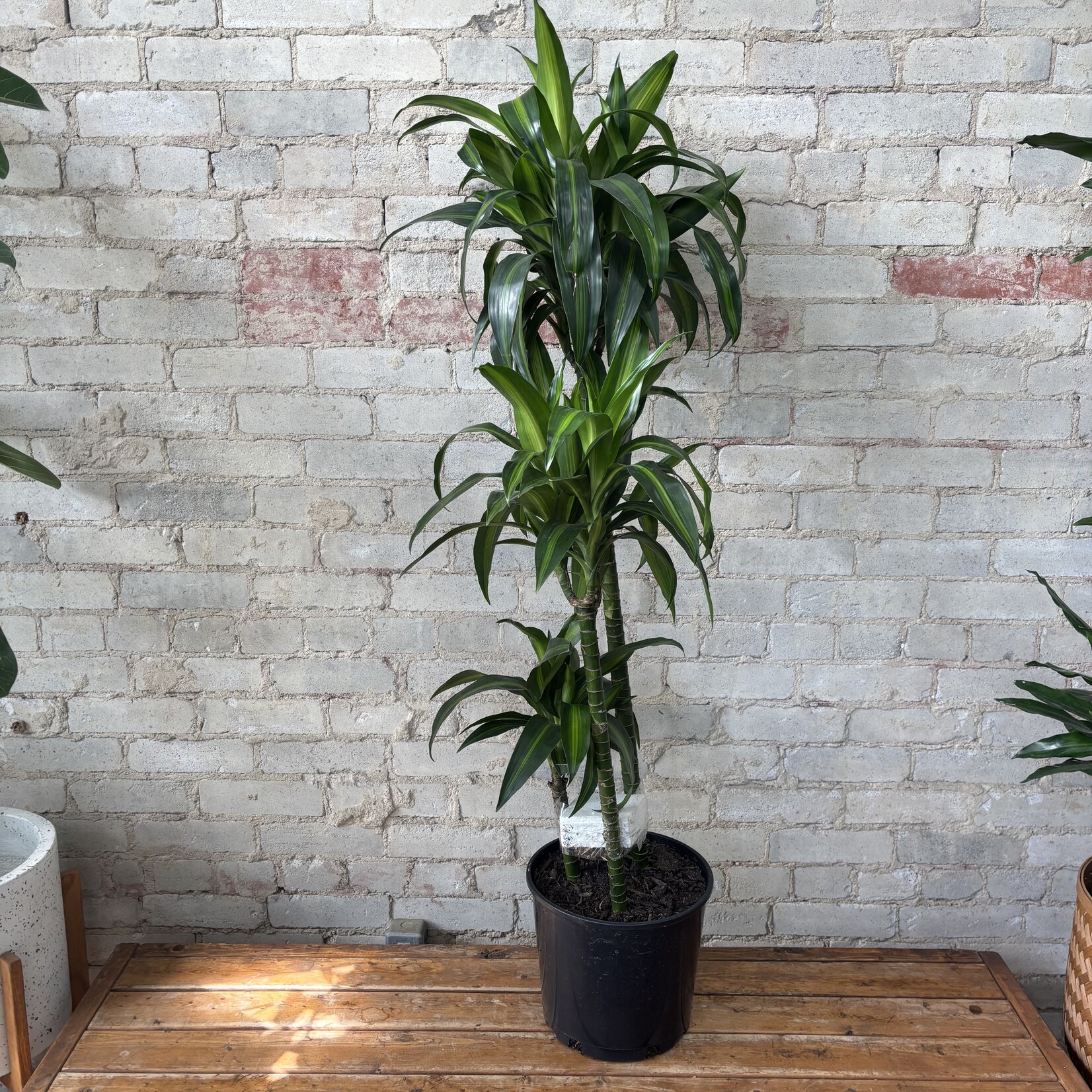 Dracaena Hawaiian Sunshine 10"