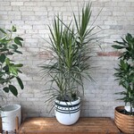 Dracaena Marginata Character Cane 12"