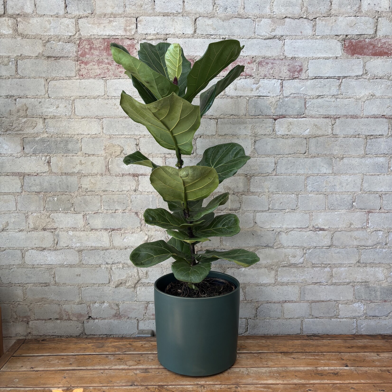 Ficus Lyrata Column 10"