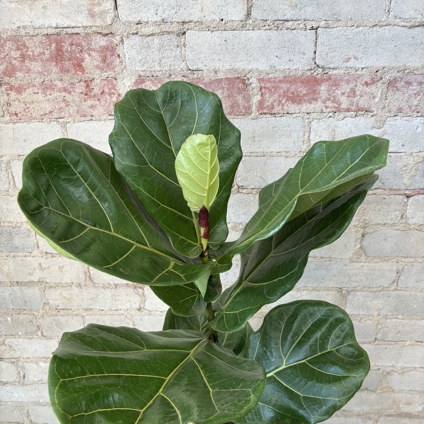 Ficus Lyrata Column 10"