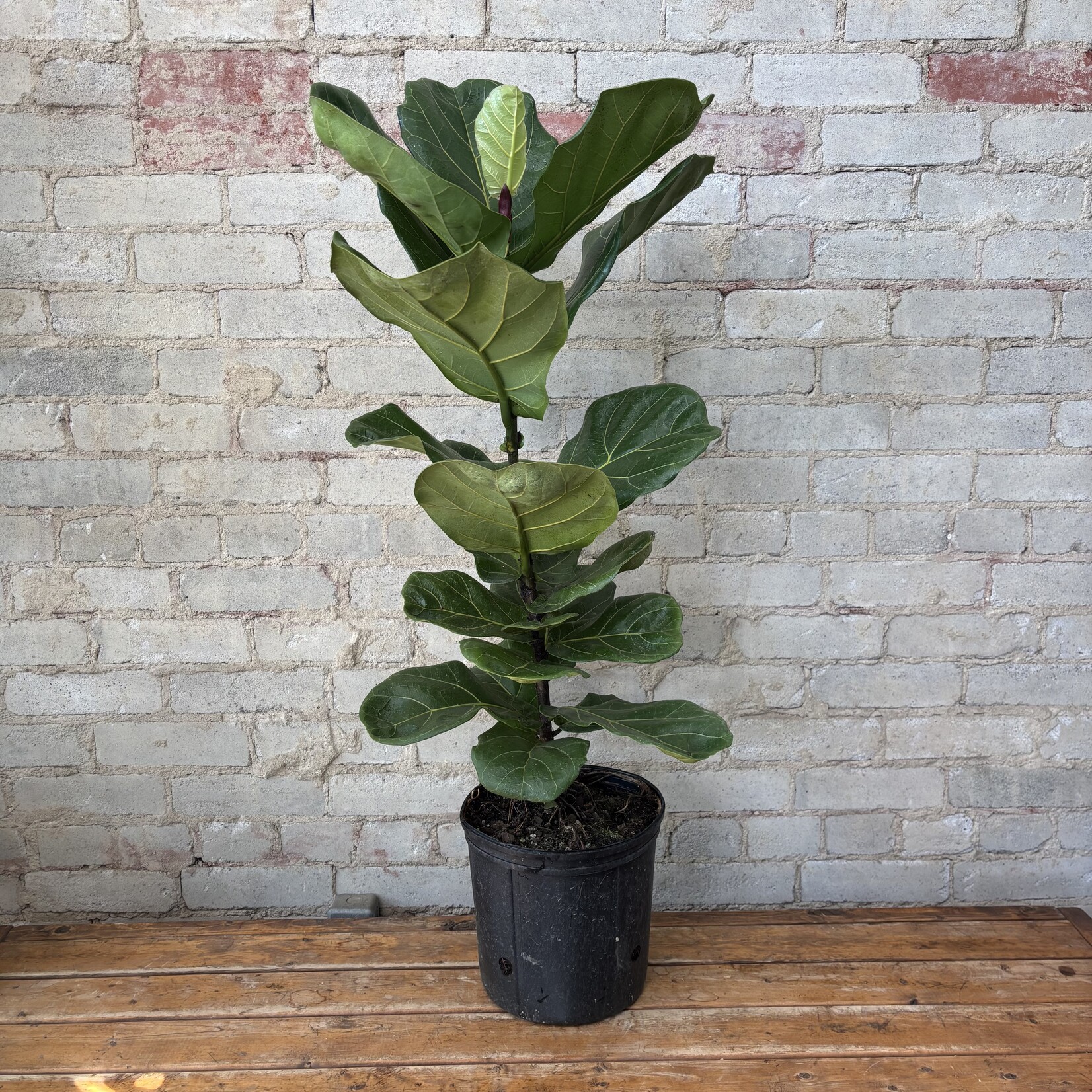 Ficus Lyrata Column 10"