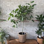 Ficus Audrey Standard 14"