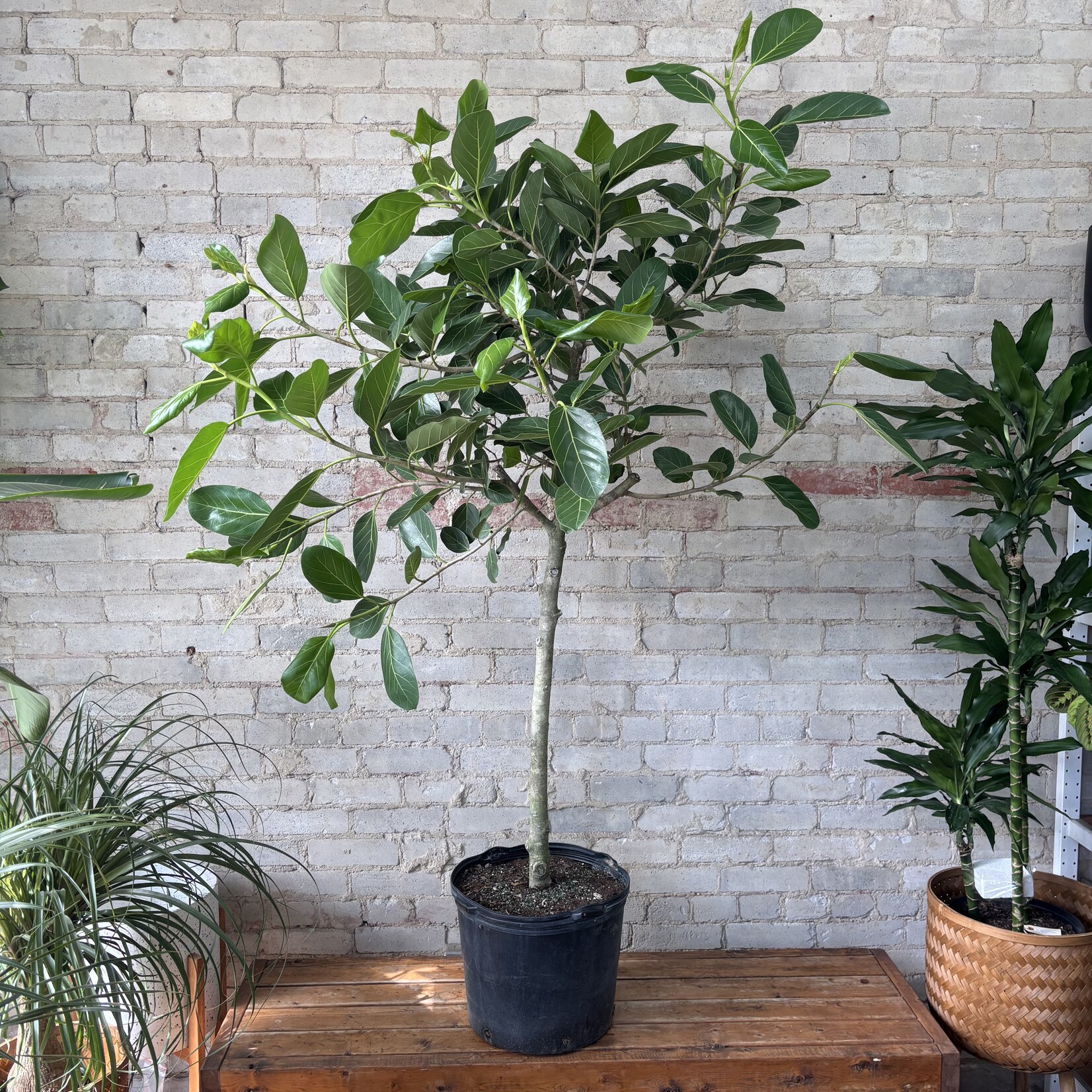 Ficus Audrey Standard 14"