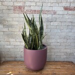 Sansevieria Laurentii 12"