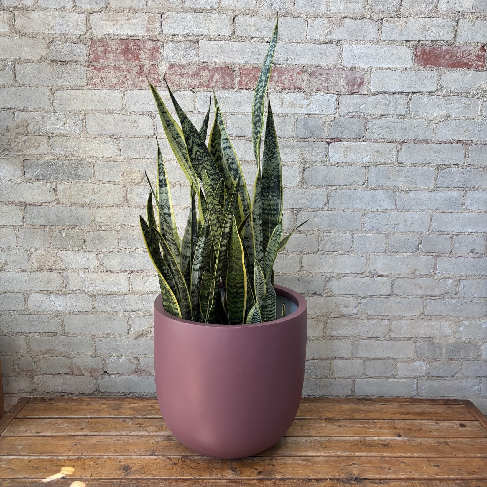Sansevieria Laurentii 12"