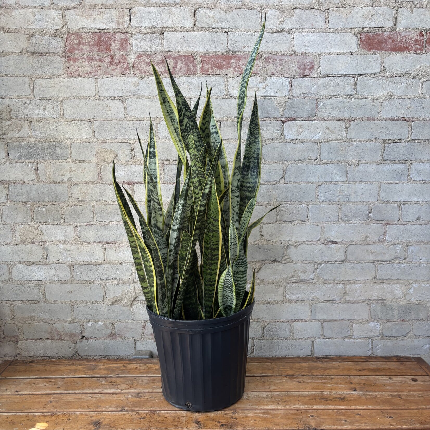 Sansevieria Laurentii 12"