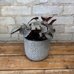 Begonia Rex 'Silver Limbo' 5"