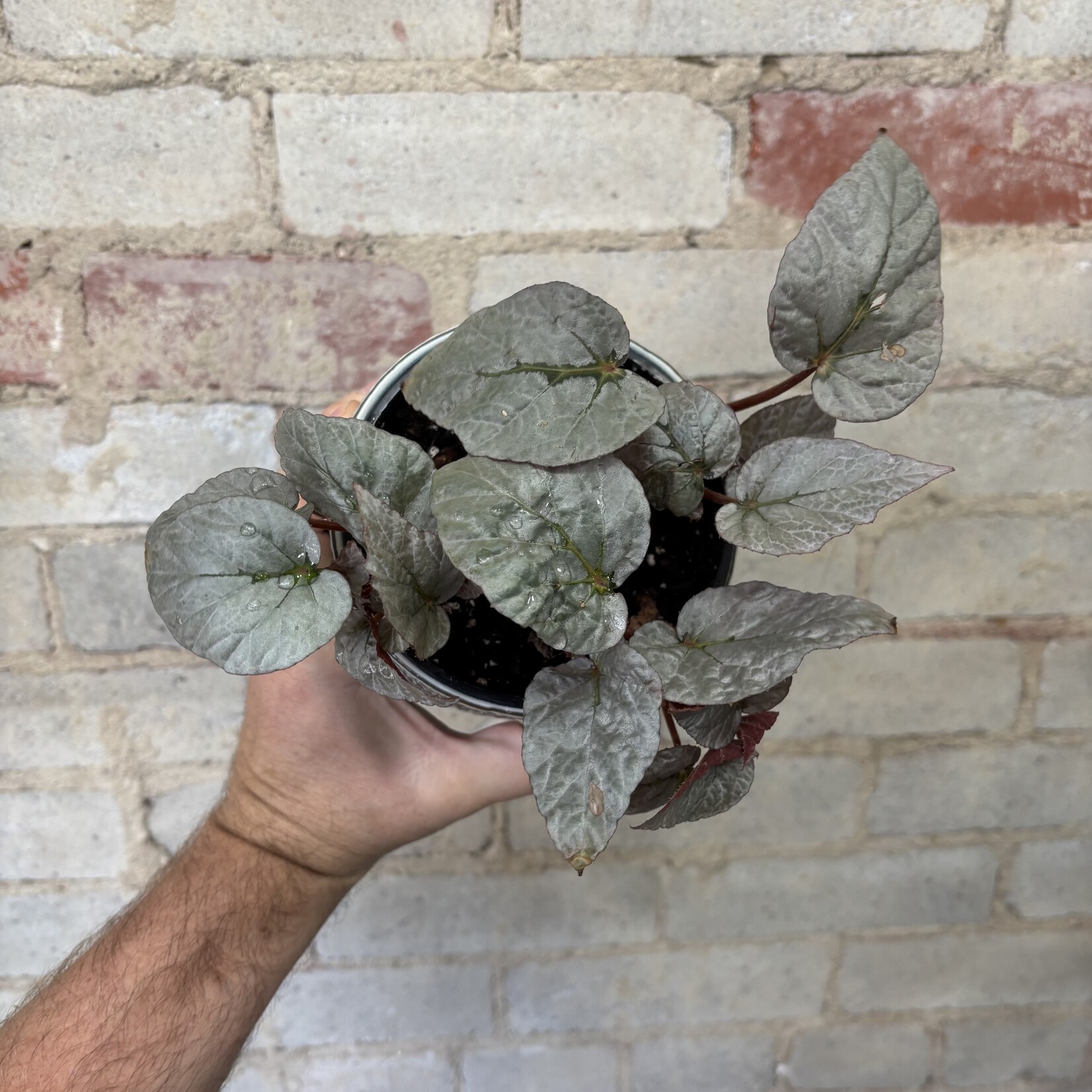 Begonia Rex 'Silver Limbo' 5"