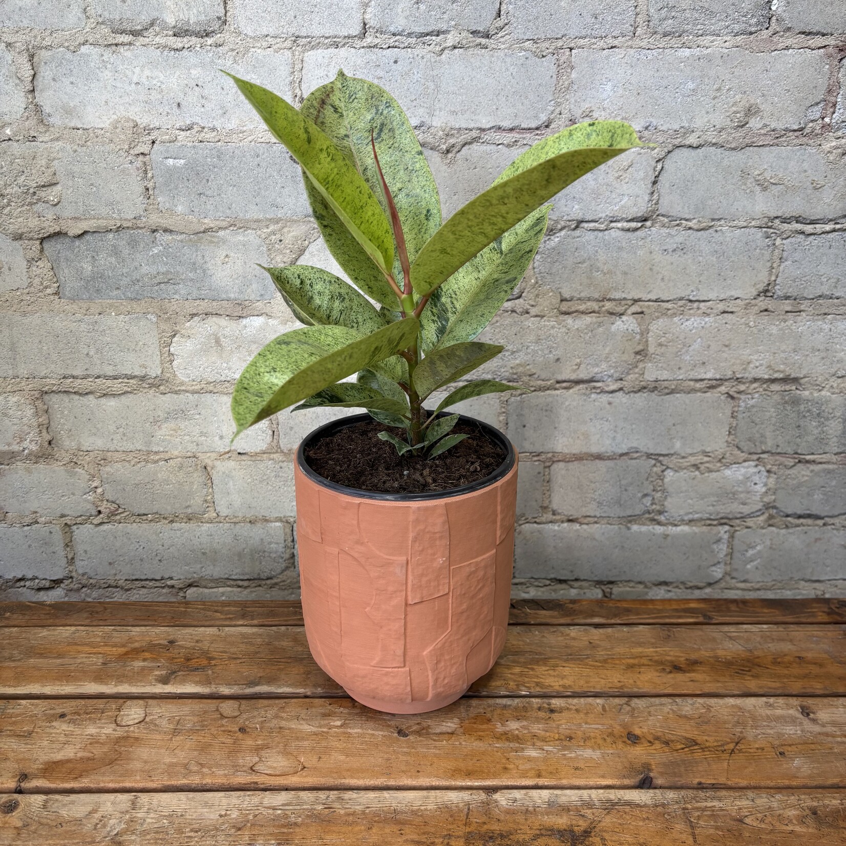 Ficus Elastica Shivereana 6"
