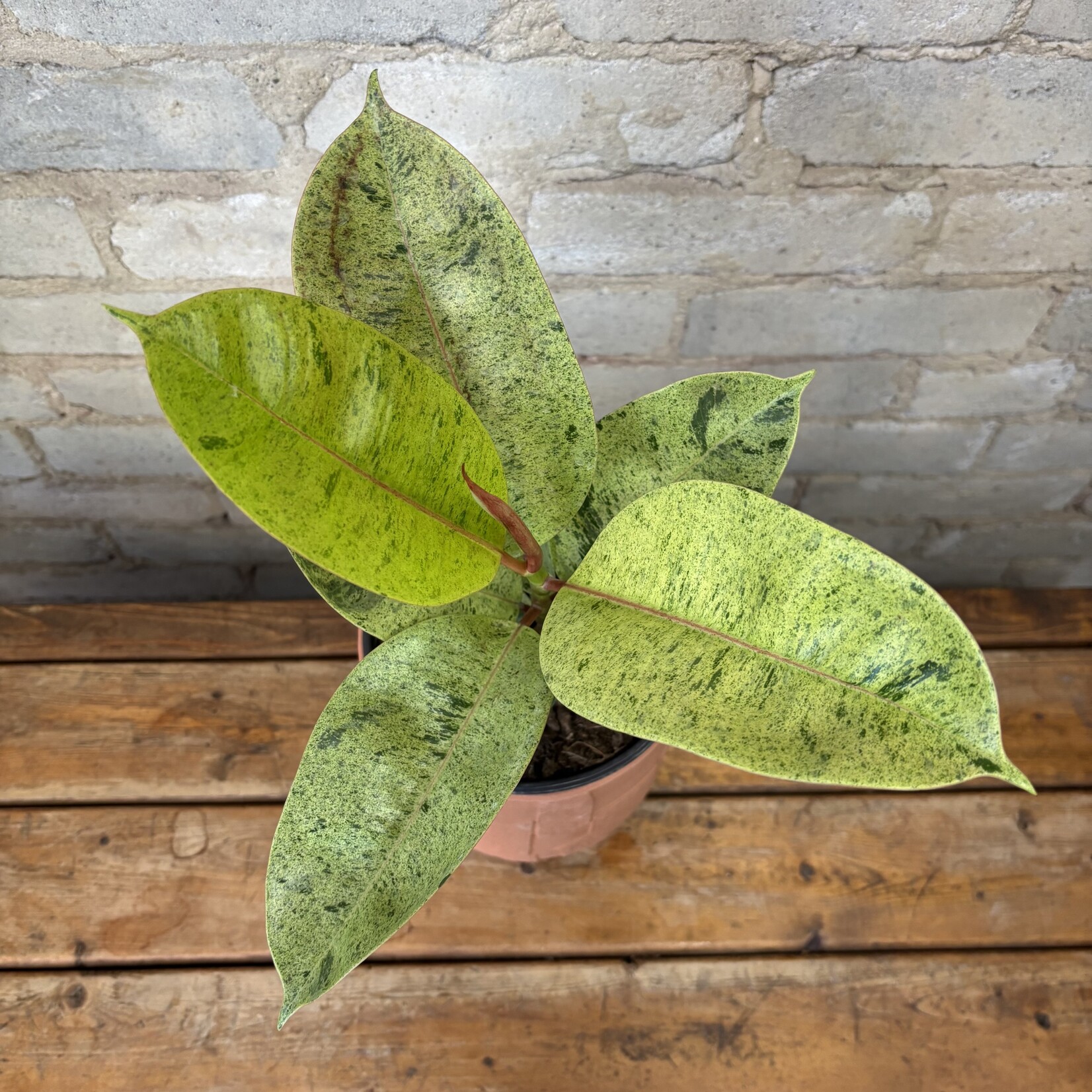Ficus Elastica Shivereana 6"