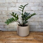 ZZ Plant 6"