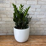ZZ Plant 9"