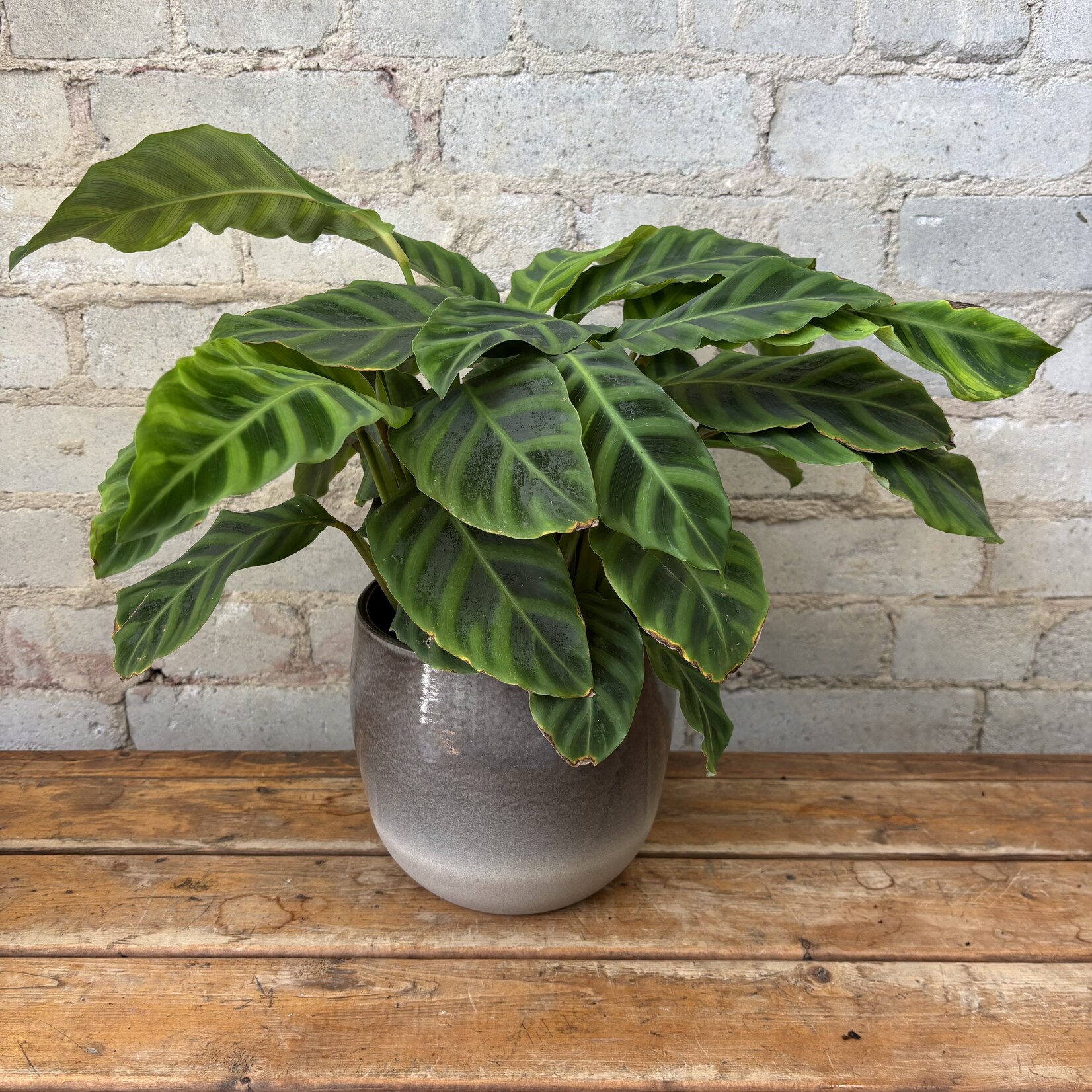 Calathea Zebrina 6"