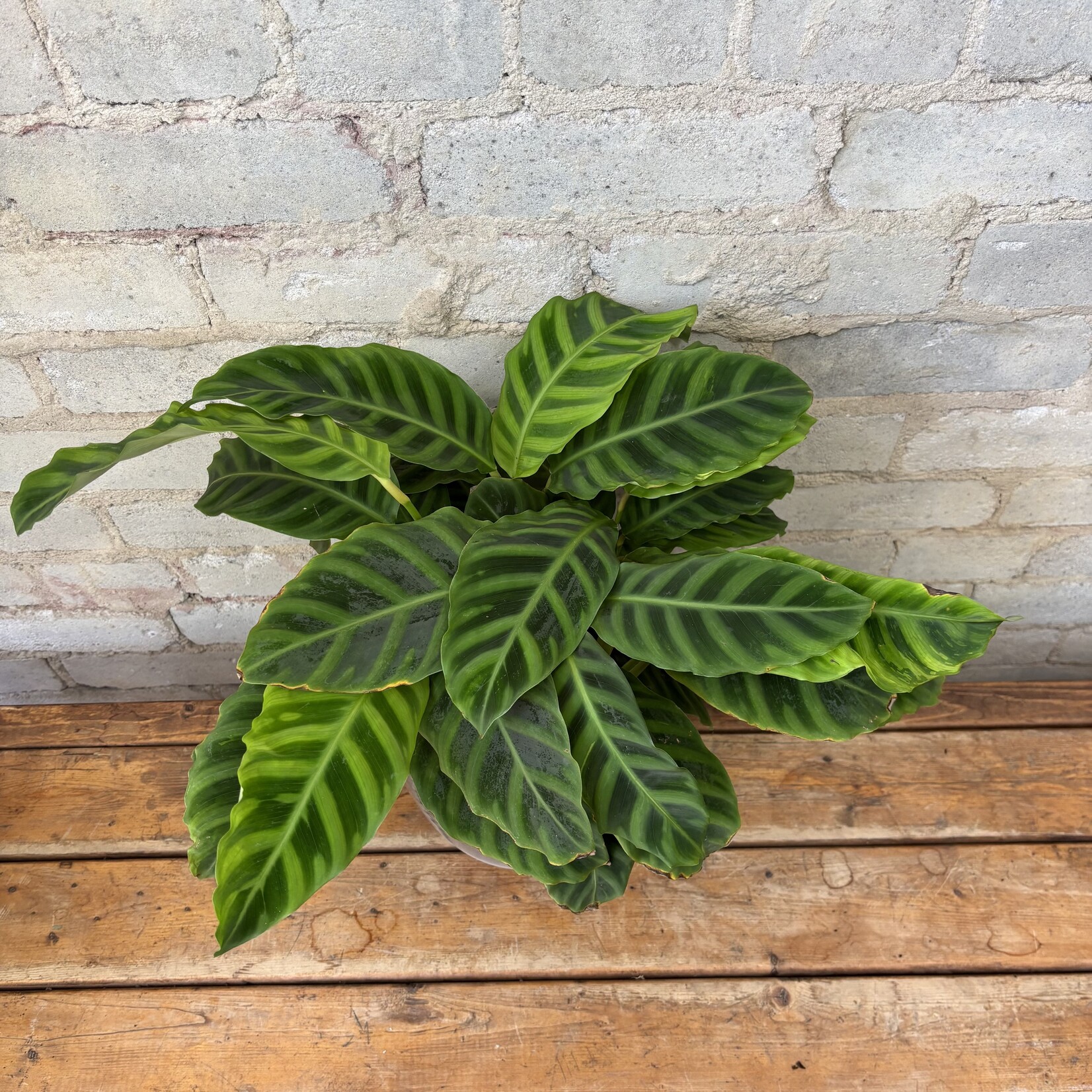 Calathea Zebrina 6"