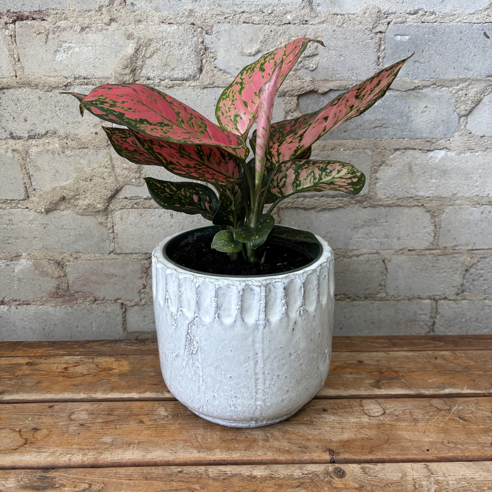 Aglaonema Lady Valentine 6"
