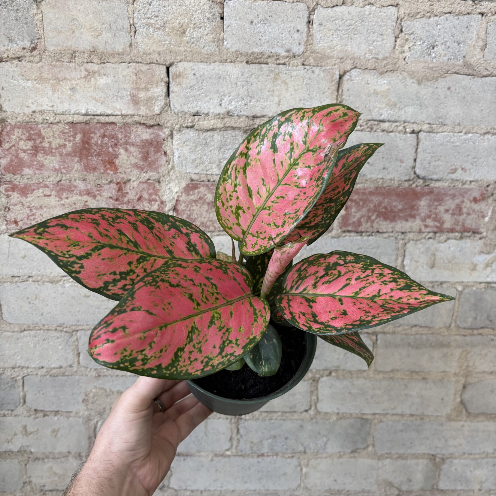 Aglaonema Lady Valentine 6"