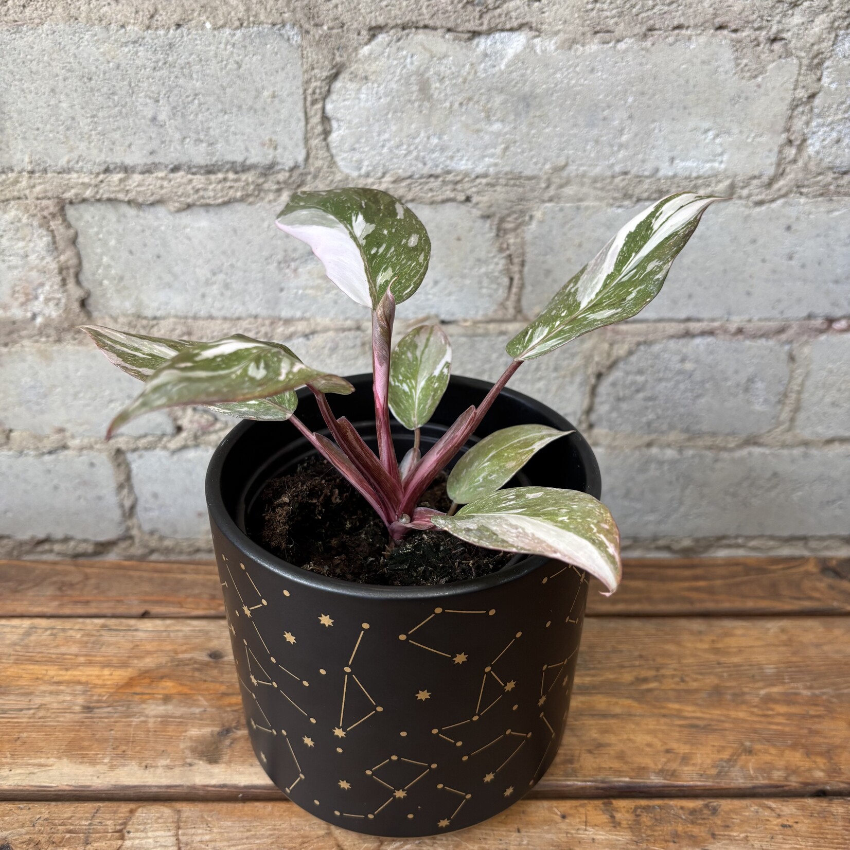 Philodendron Pink Princess Marble 4"