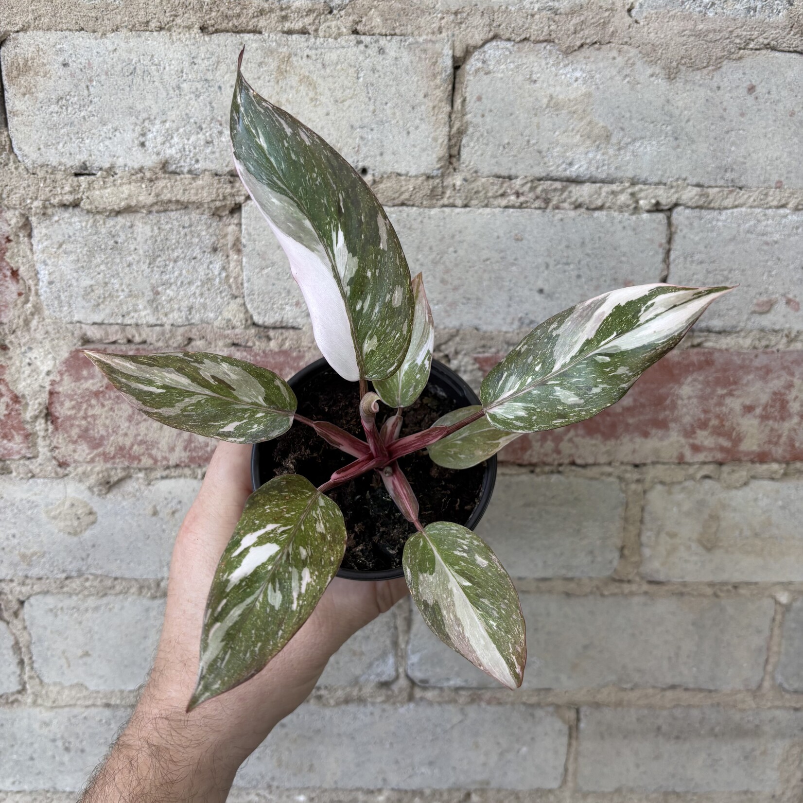 Philodendron Pink Princess Marble 4"