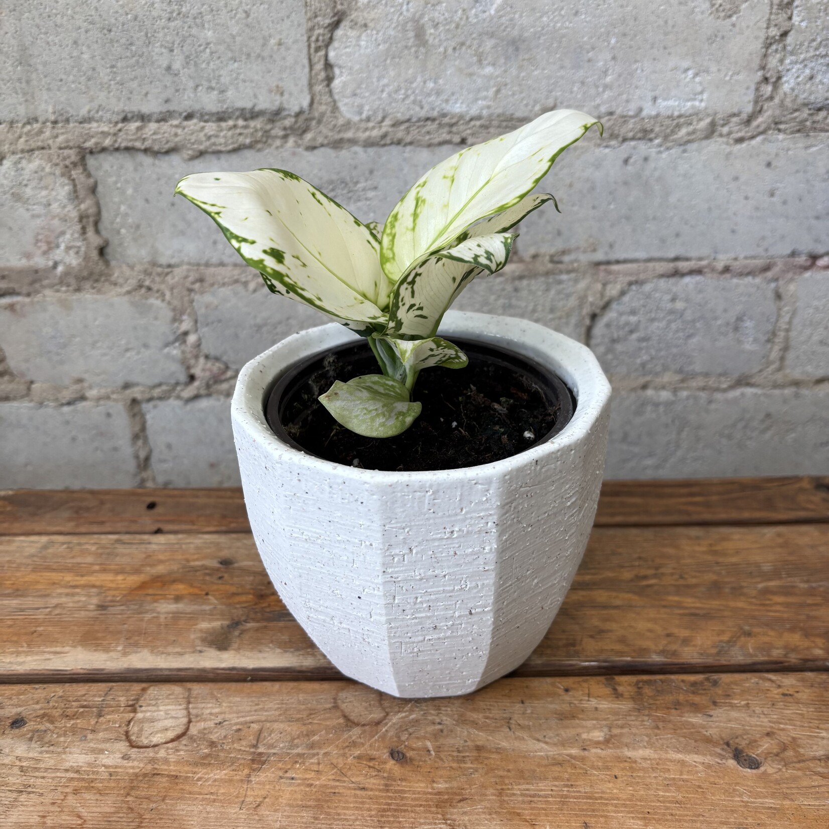 Aglaonema Beauty White  4"