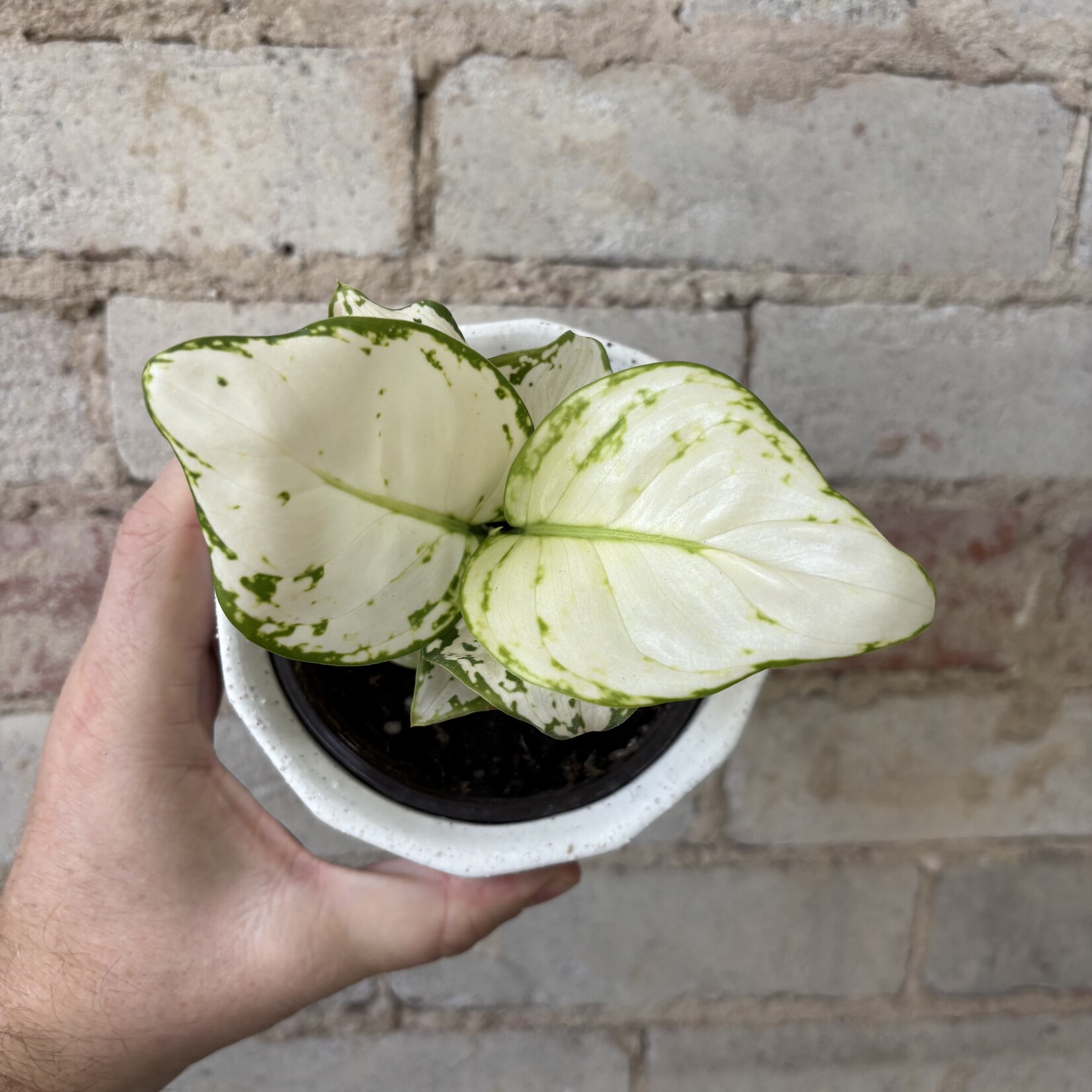 Aglaonema Beauty White  4"