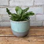 Crocodile Fern 4"