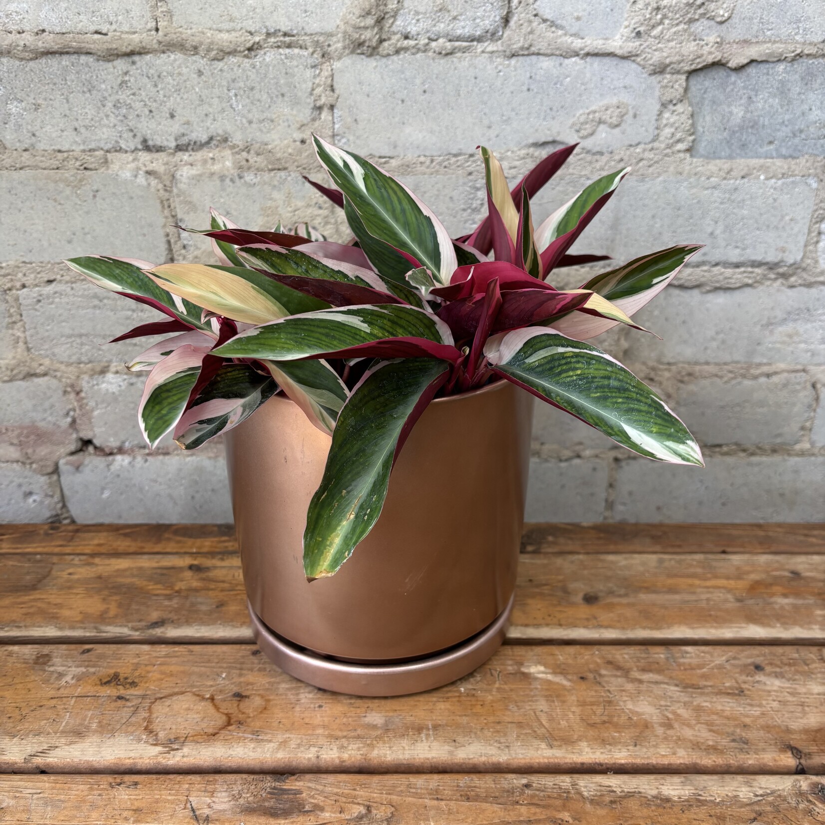 Stromanthe Triostar 6"