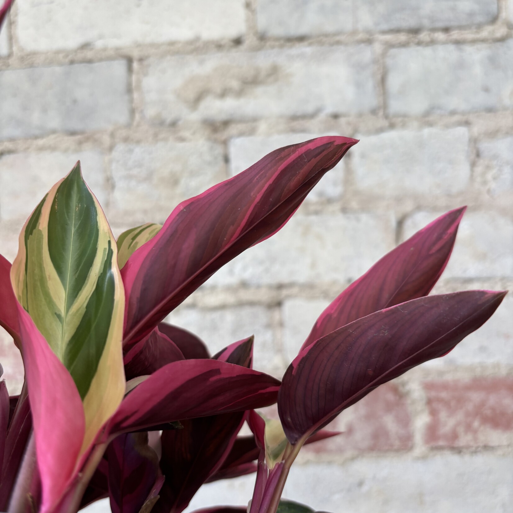 Stromanthe Triostar 6"