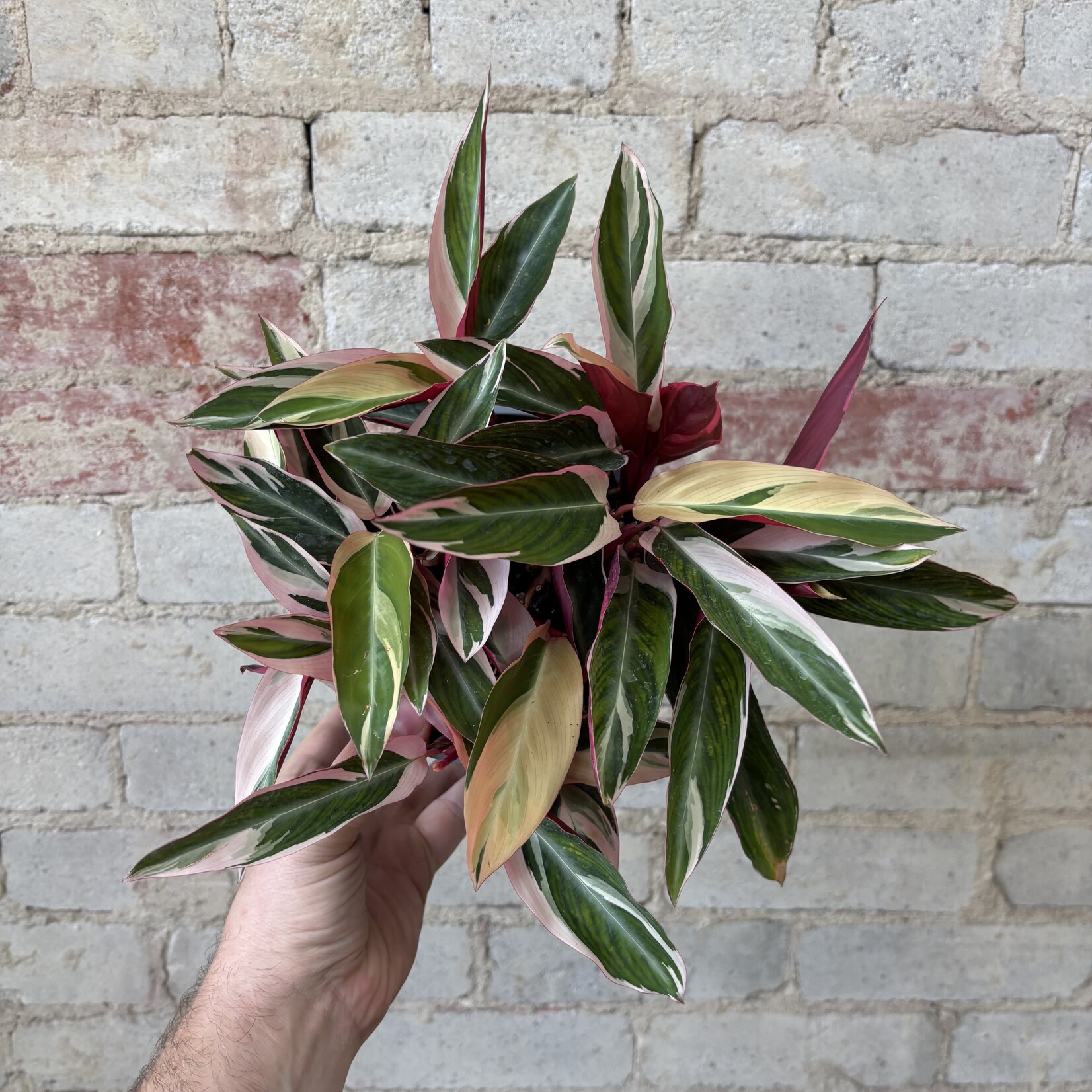 Stromanthe Triostar 6"