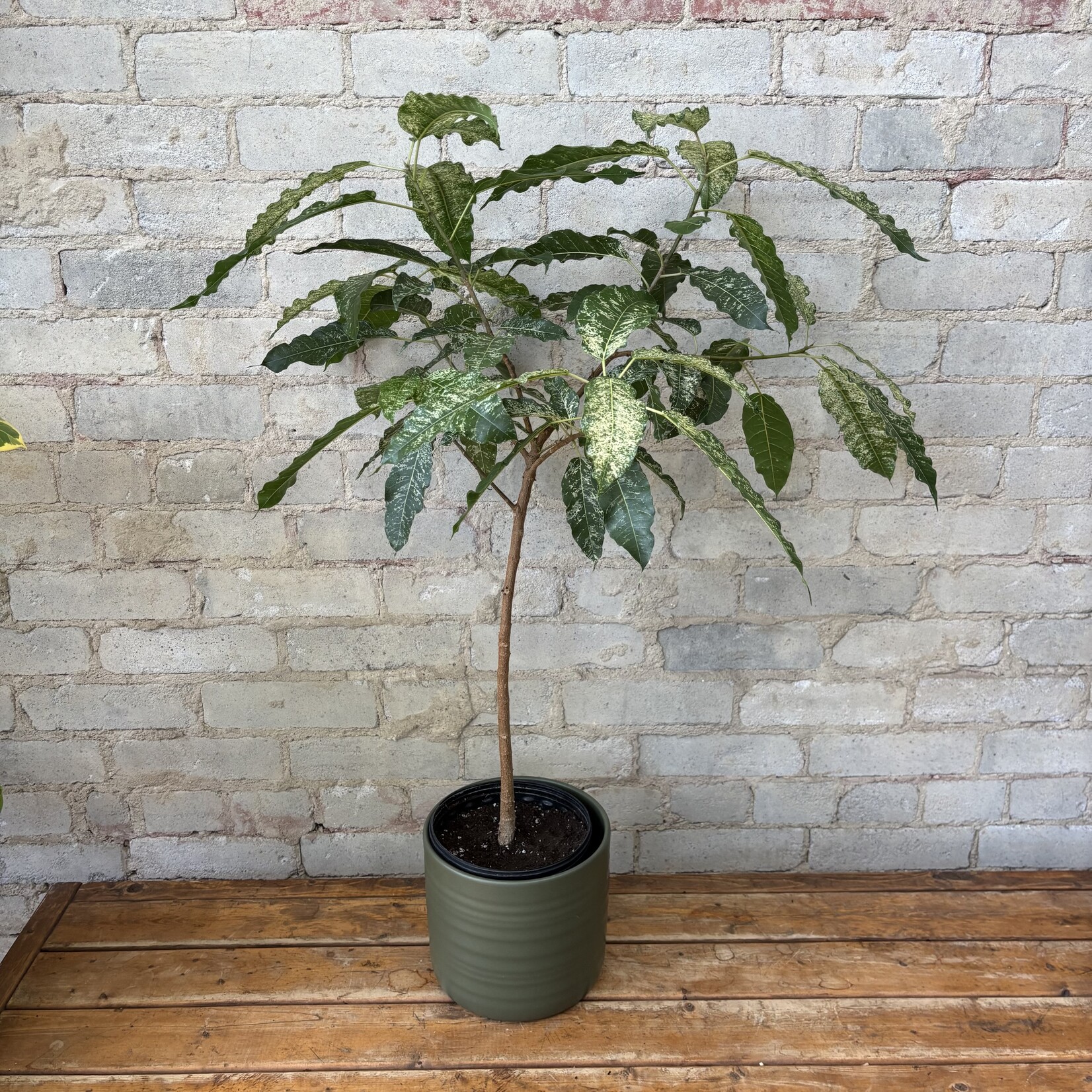 Ficus Aspera 'Clown Fig' 6"