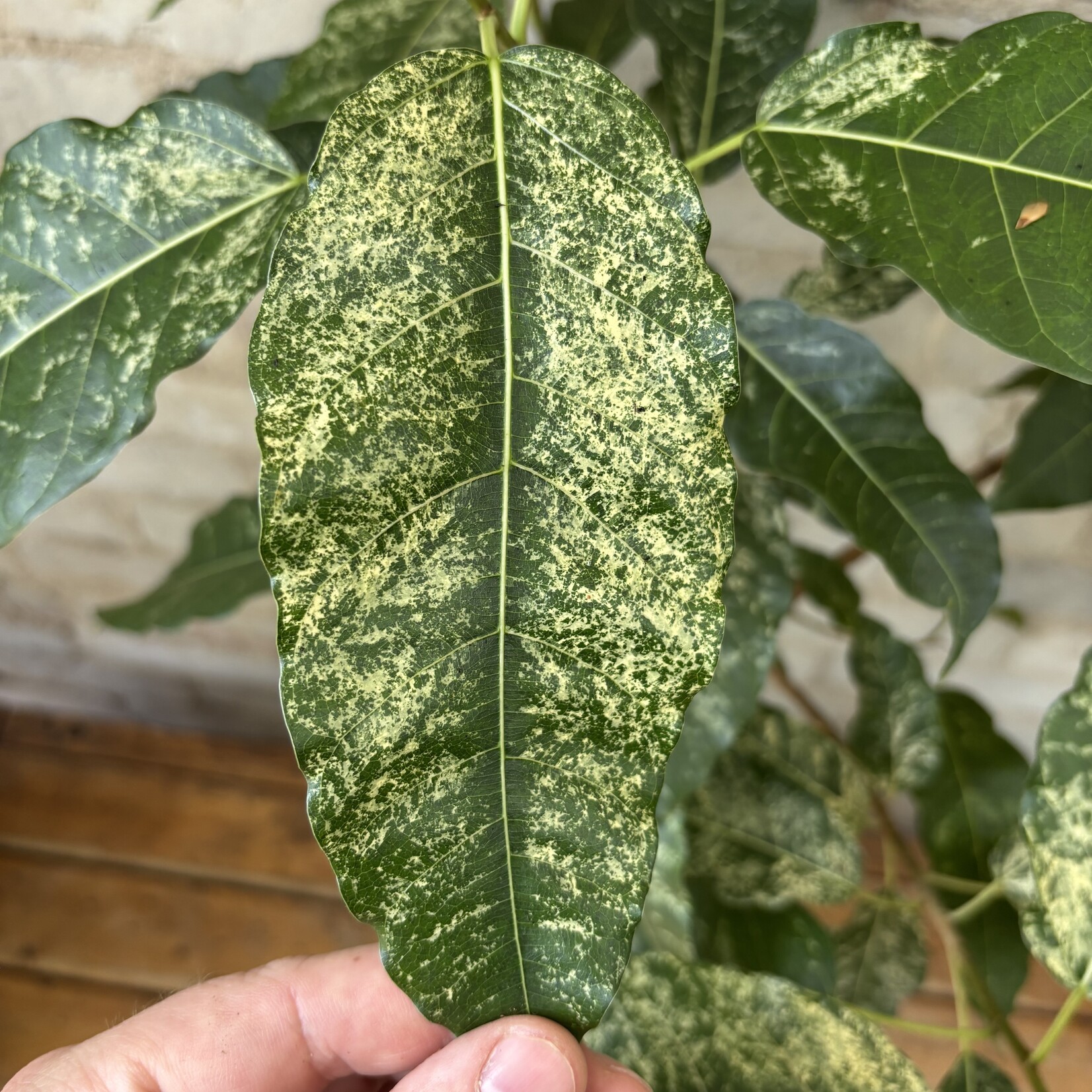 Ficus Aspera 'Clown Fig' 6"