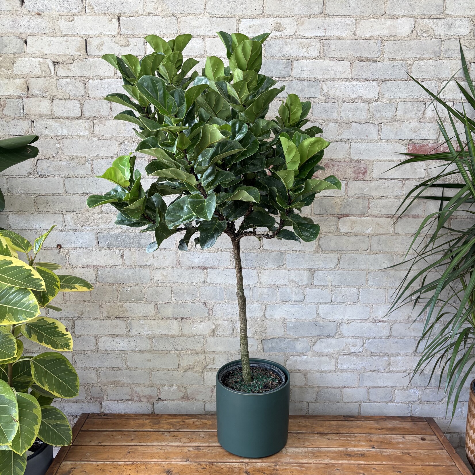 Ficus Lyrata Compacta Standard 10"