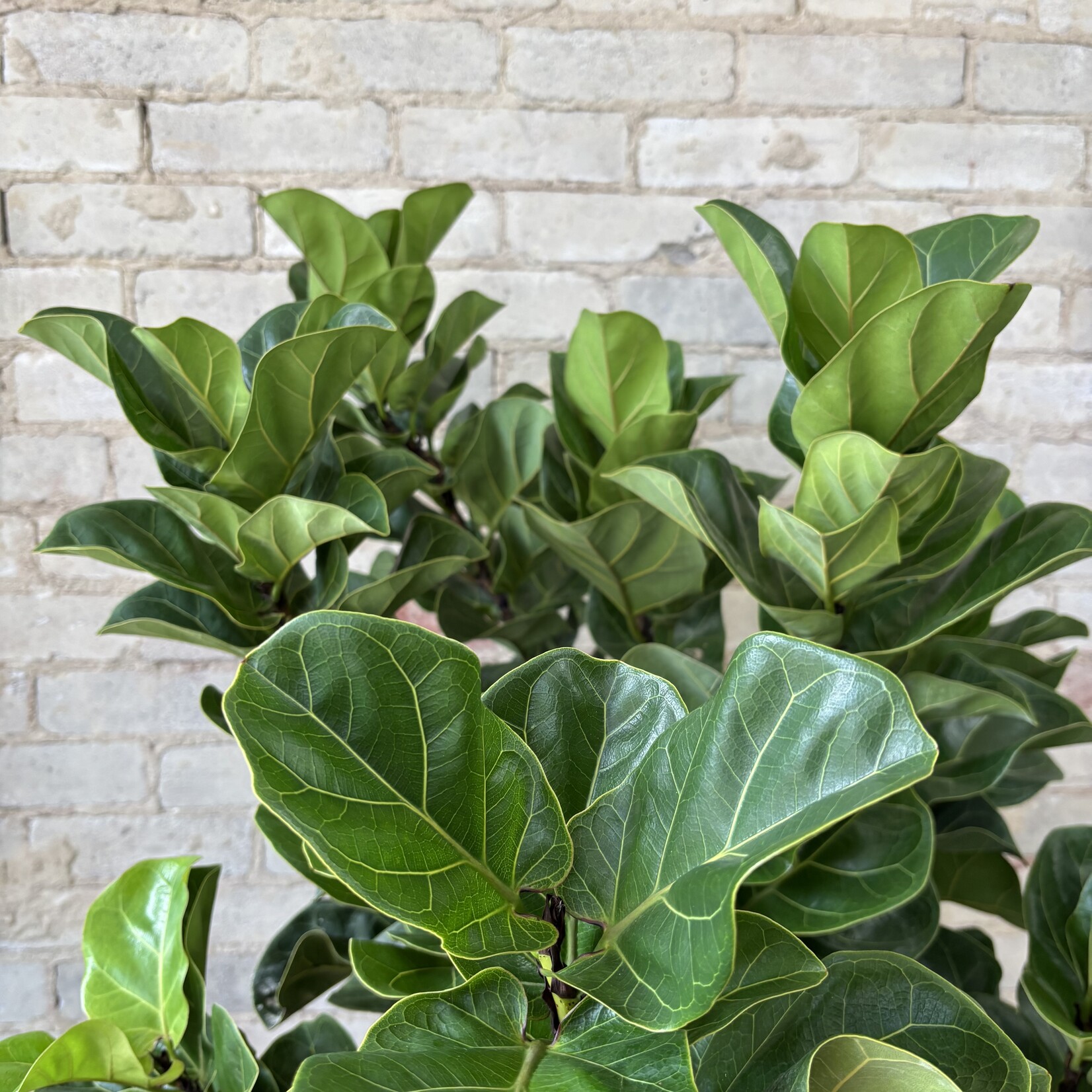 Ficus Lyrata Compacta Standard 10"
