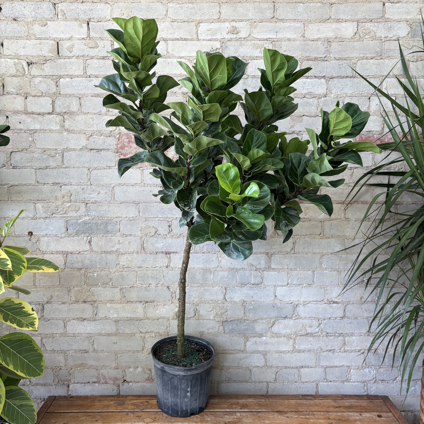 Ficus Lyrata Compacta Standard 10"