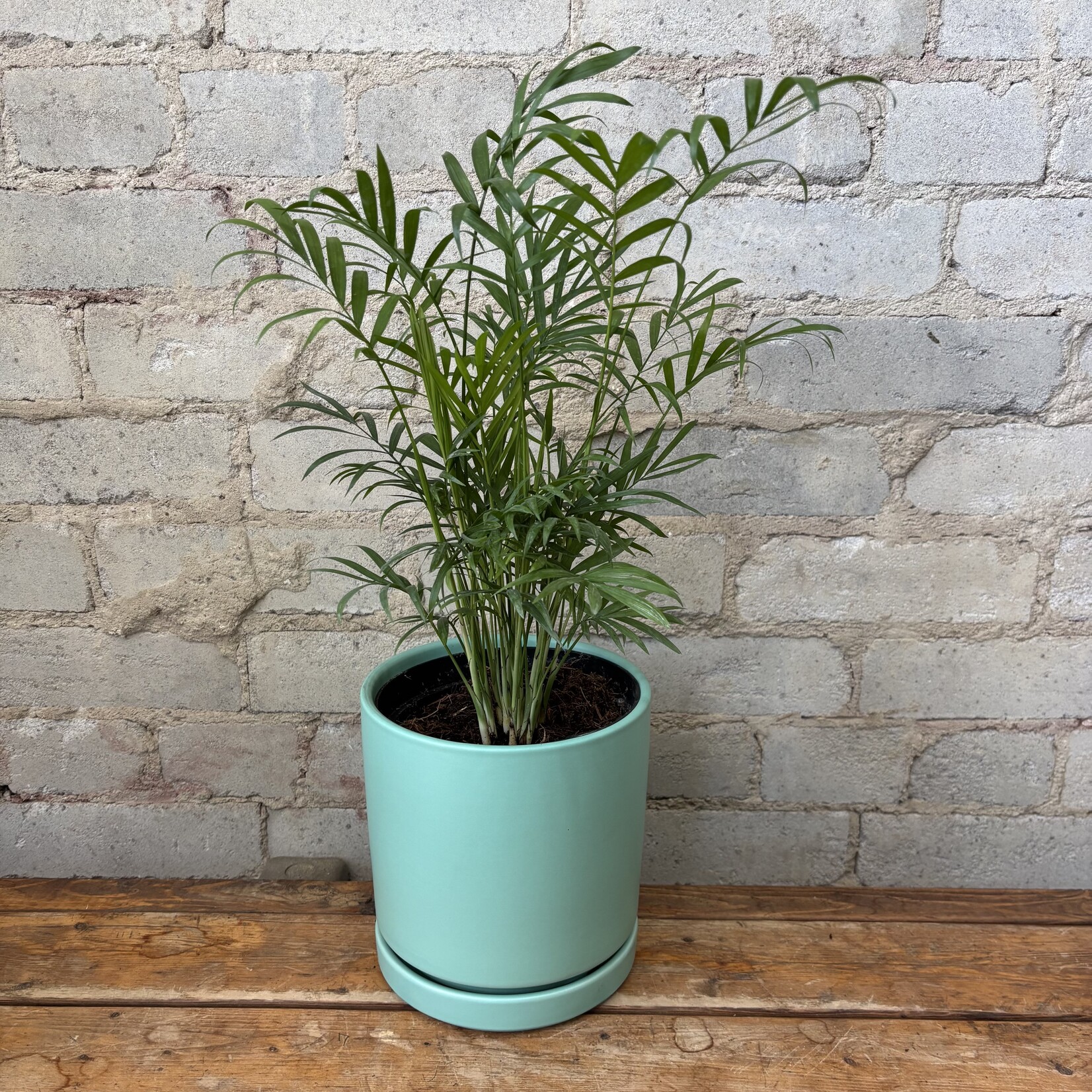 Parlour Palm - Neanthe Bella 6"