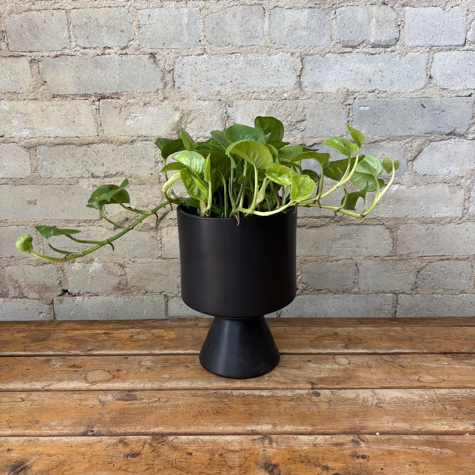 Global Green Pothos 6"
