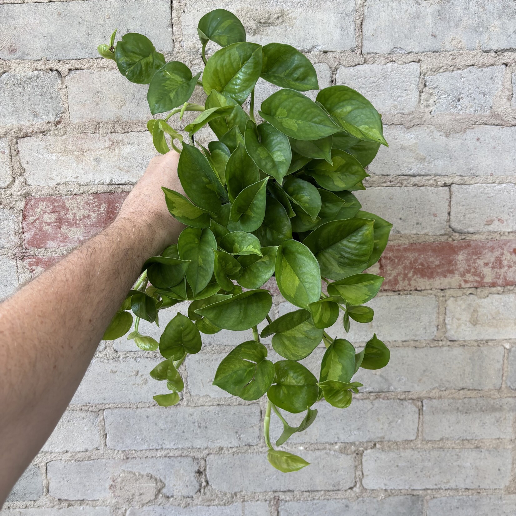 Global Green Pothos 6"