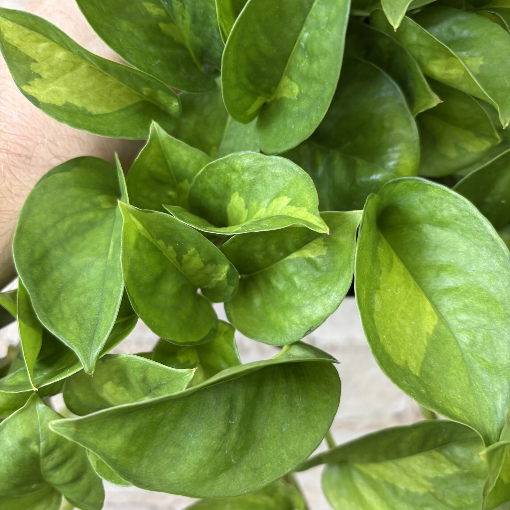 Global Green Pothos 6"