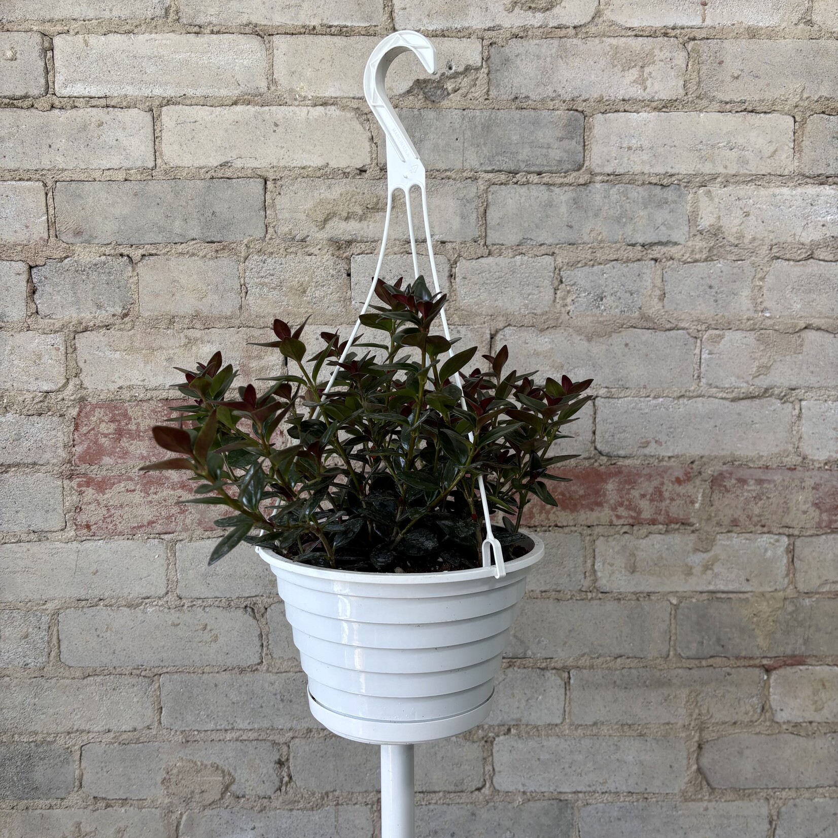 Goldfish Black & Gold 8" HB