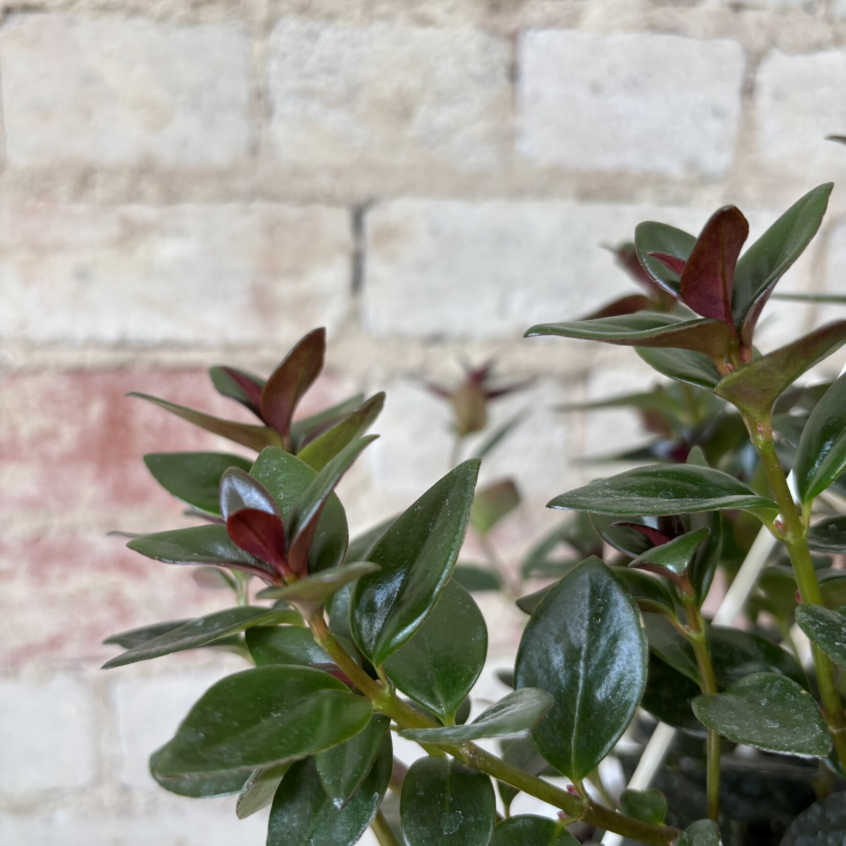 Goldfish Black & Gold 8" HB