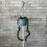 Hoya Compacta Green Rope 8" HB