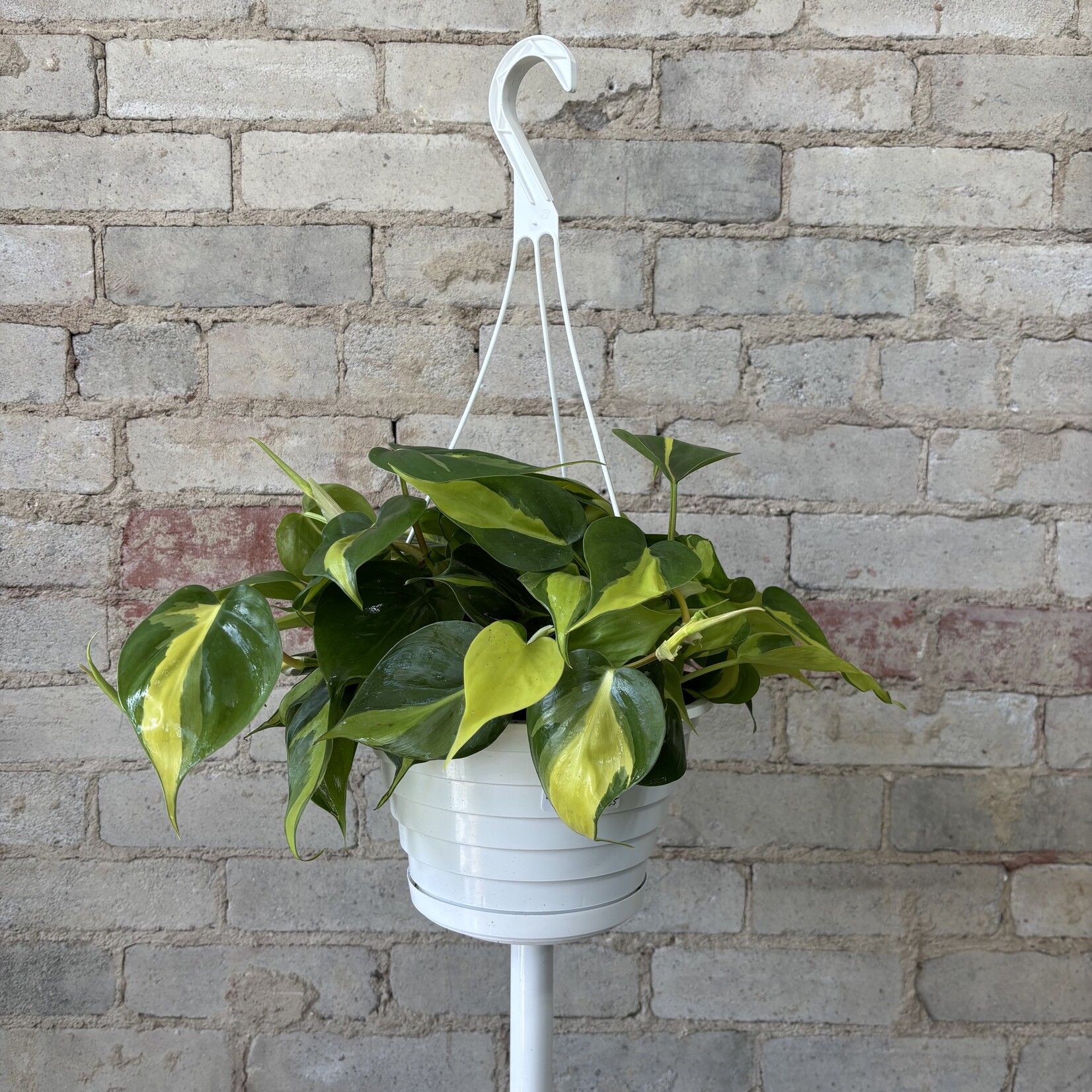 Philodendron Brazil 8" HB