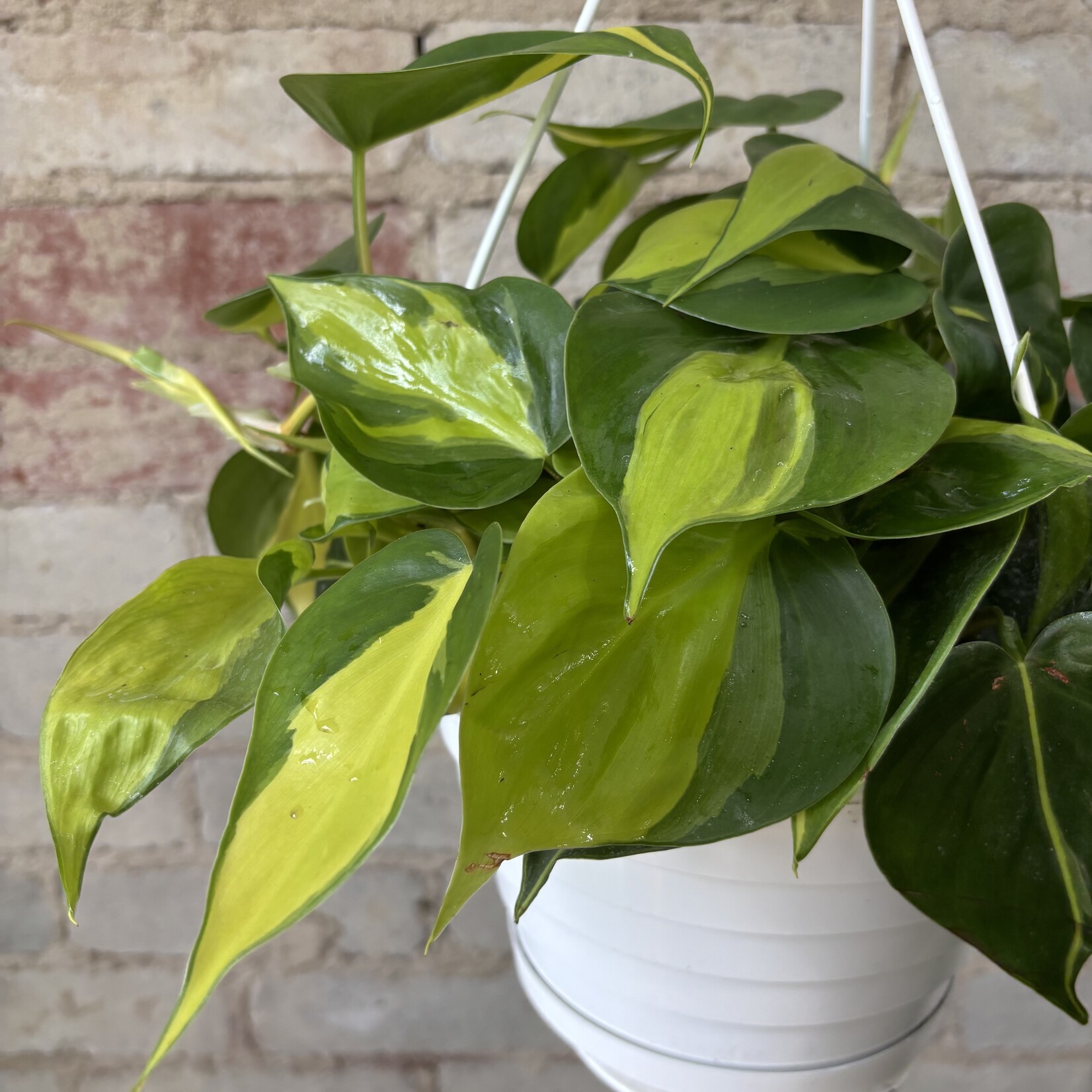 Philodendron Brazil 8" HB