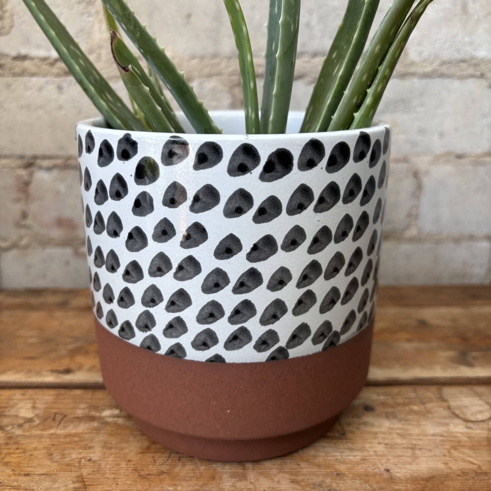 Assorted Pots Lassen Pot (fits 4")