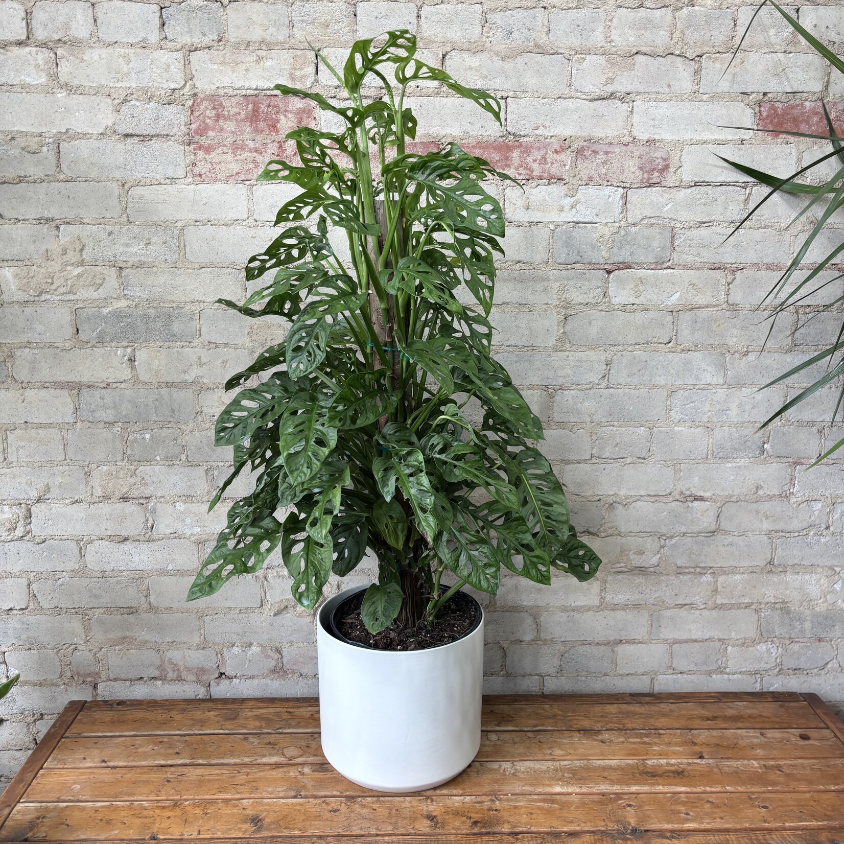 Monstera Adansonii Totem 10"