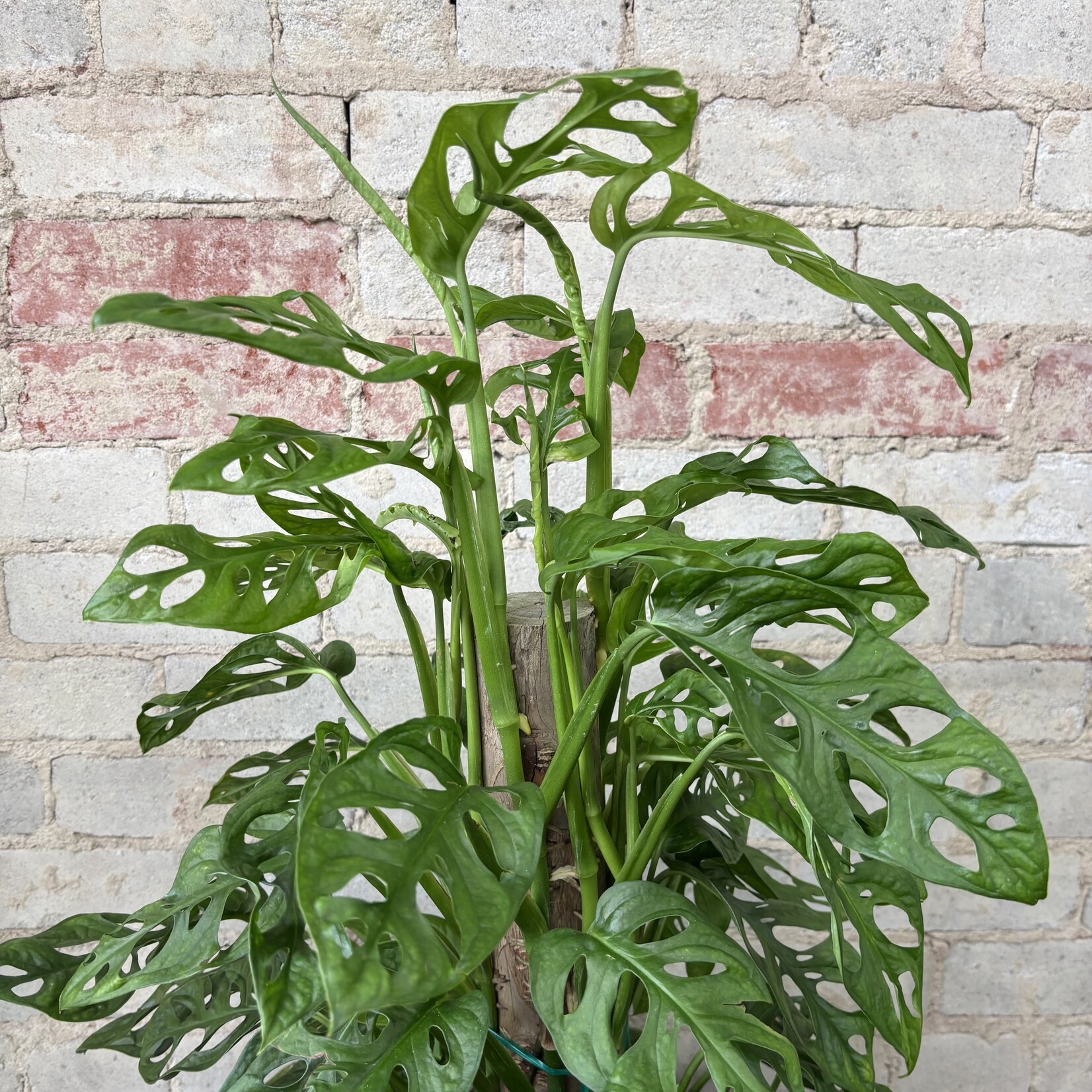 Monstera Adansonii Totem 10"