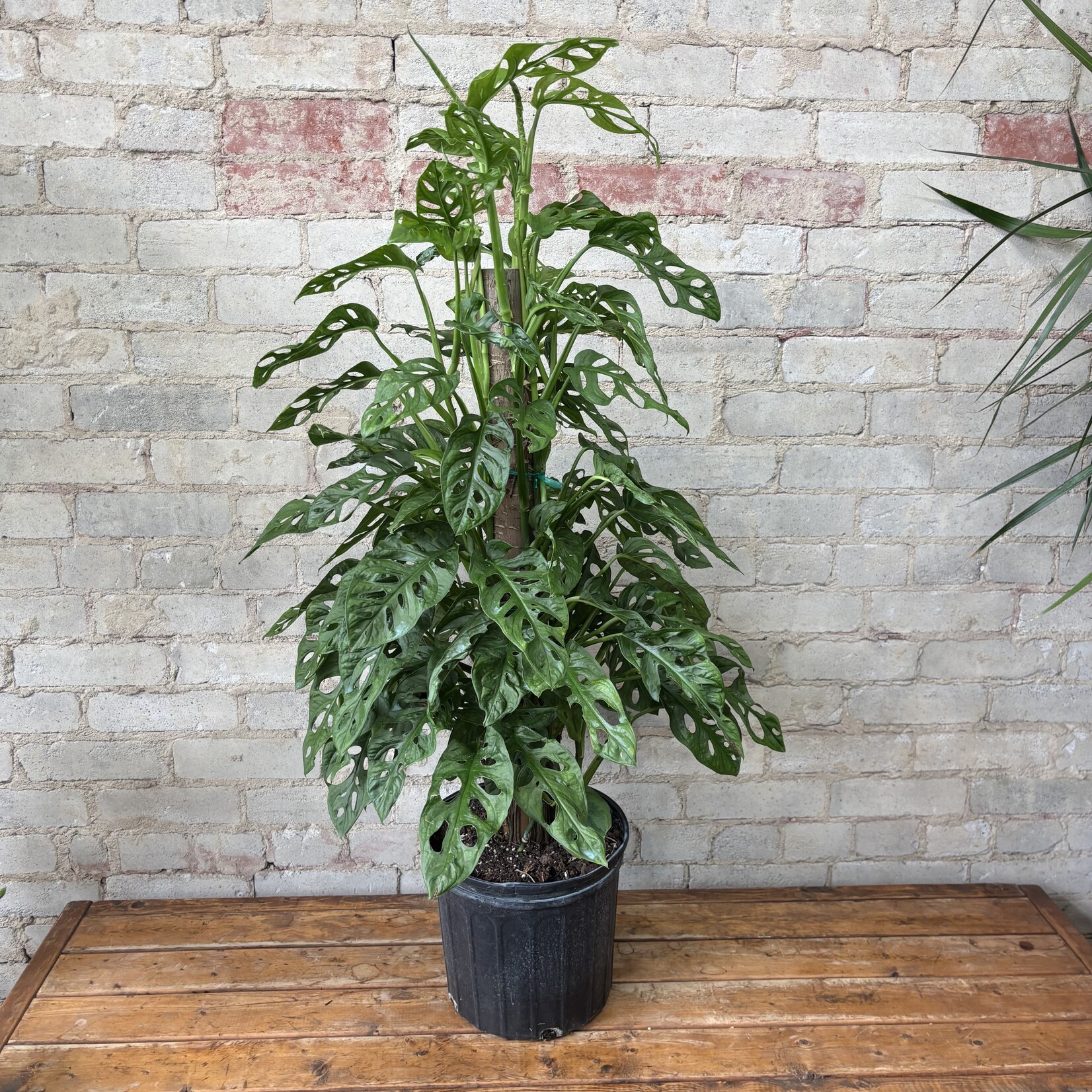 Monstera Adansonii Totem 10"