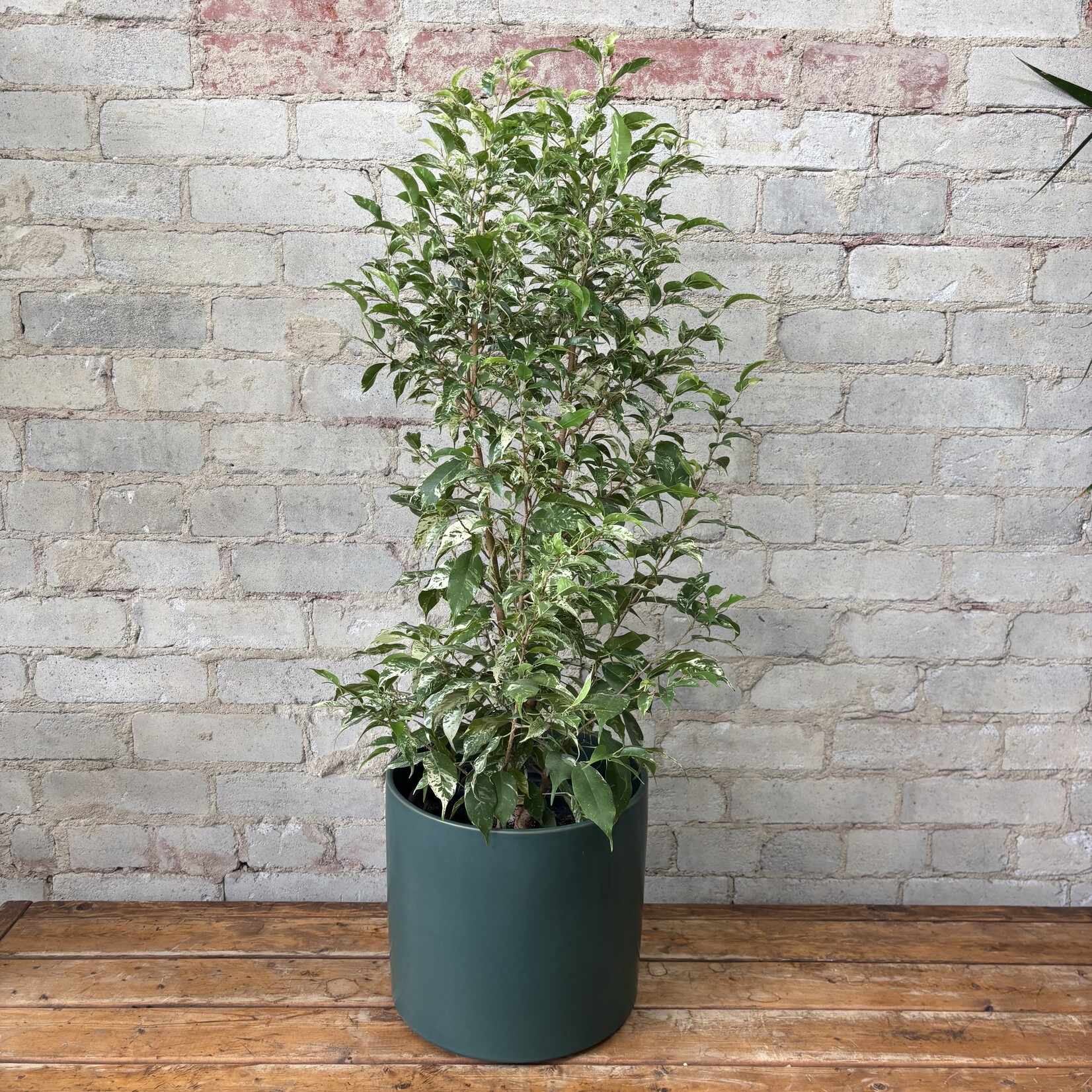 Ficus Benjamina 'El Dorado' Bush 8"