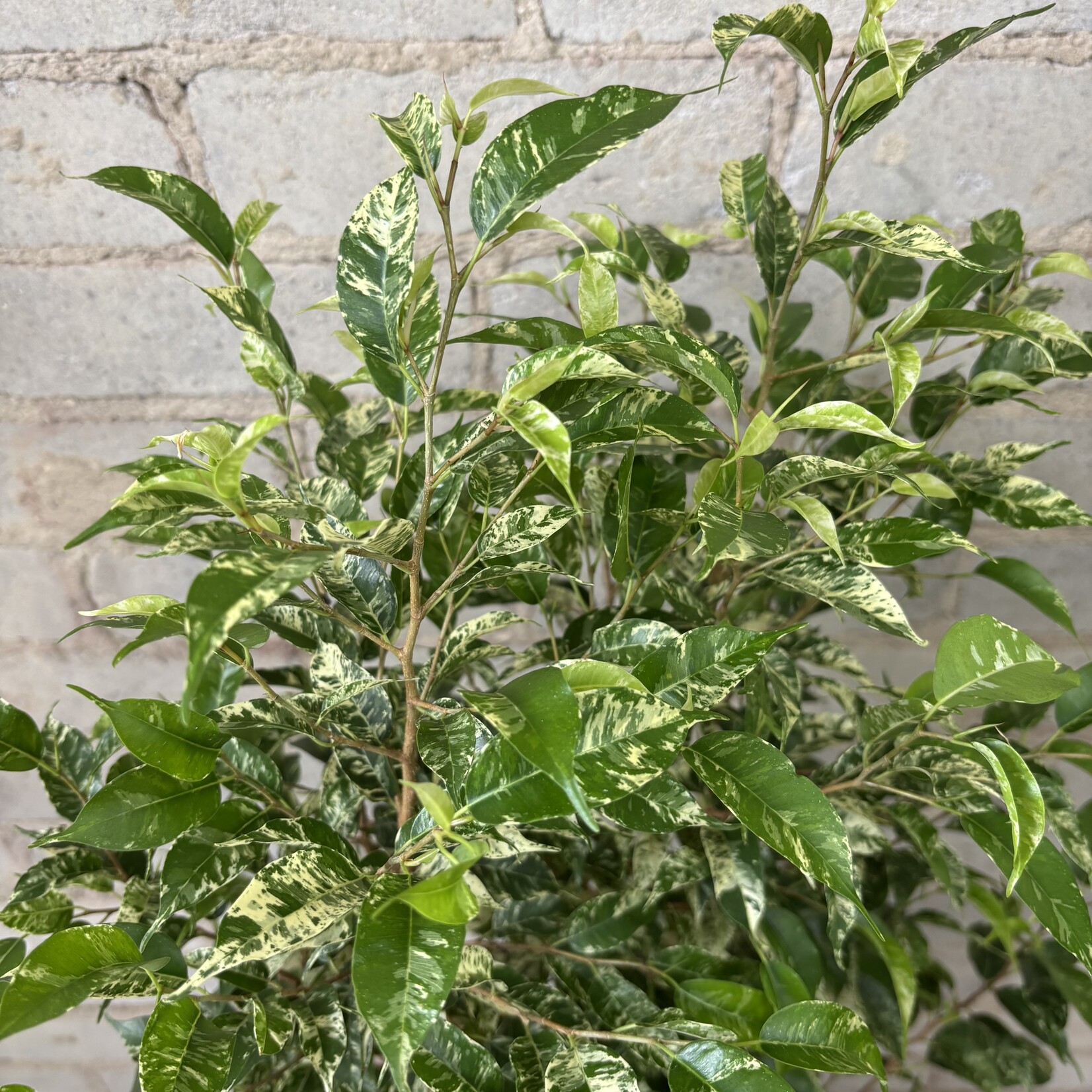 Ficus Benjamina 'El Dorado' Bush 8"