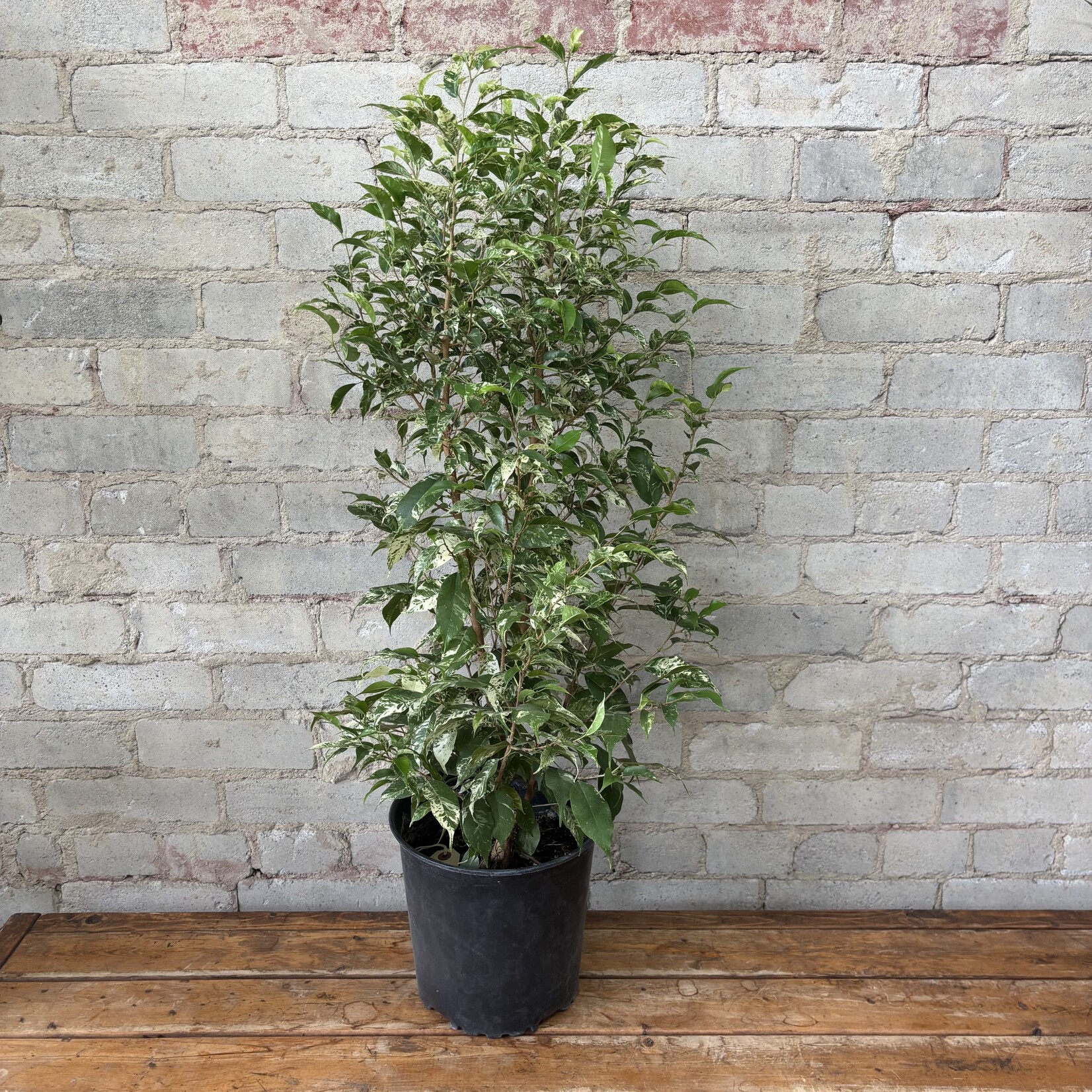 Ficus Benjamina 'El Dorado' Bush 8"